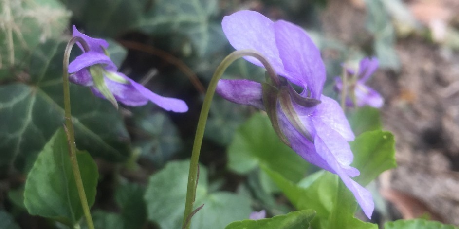 Viola reichenbachiana