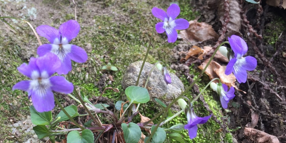 Viola riviniana