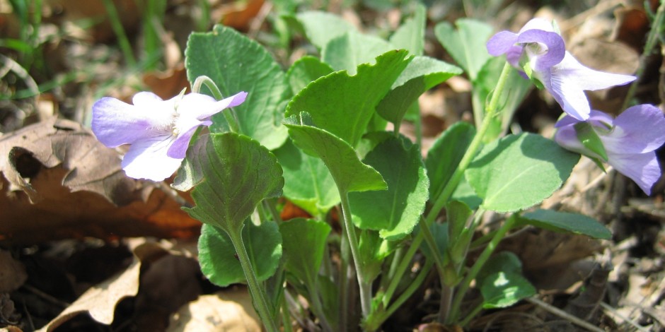 Viola rupestris