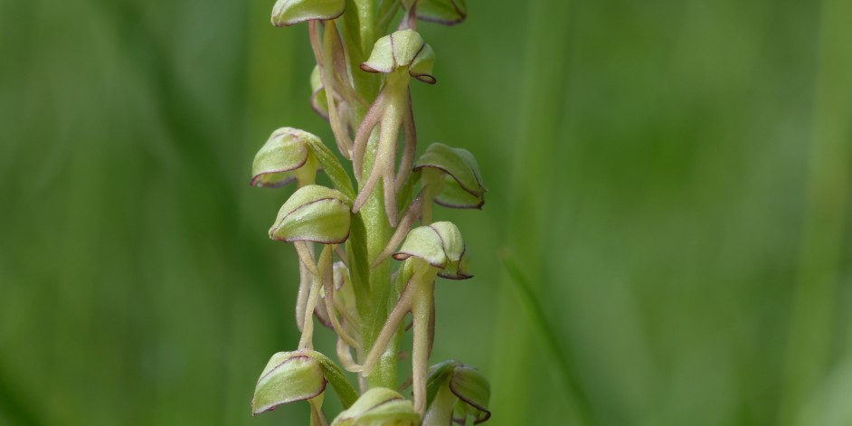 Aceras anthropophorum / Orchis anthropophora