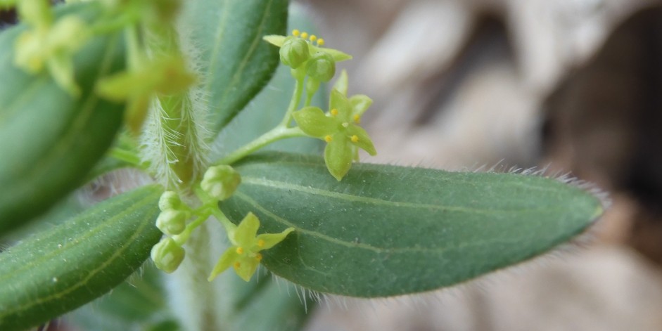 Cruciata glabra