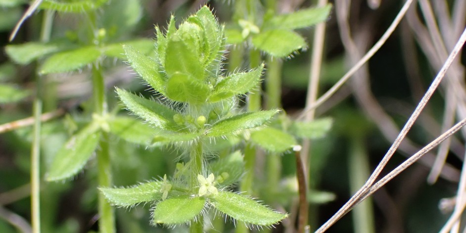 Cruciata pedemontana