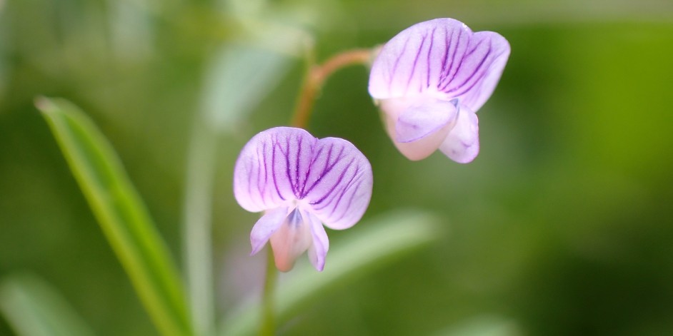 Vicia tetrasperma, Ervum tetraspermum