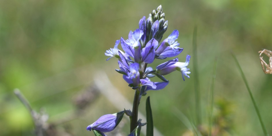 Polygala vulgaris
