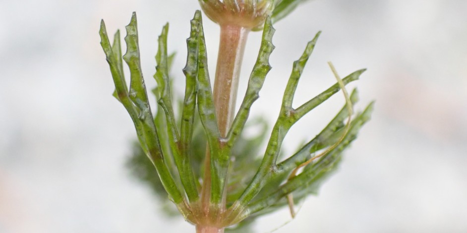 Ceratophyllum demersum