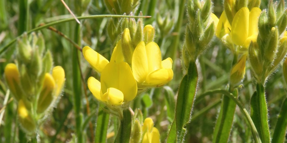 Genista sagittalis