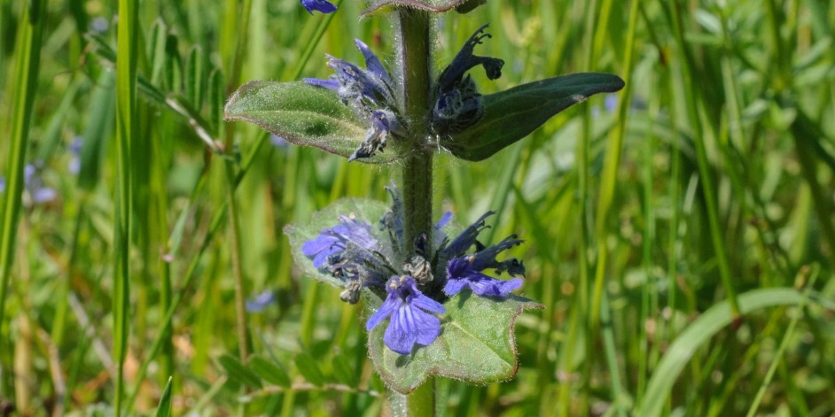 Ajuga &times;hybrida