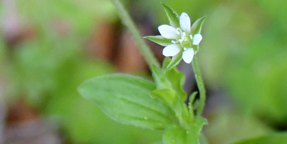 Moehringia trinervia