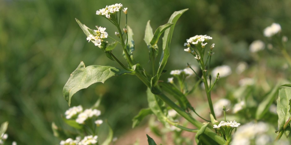 Calepina irregularis