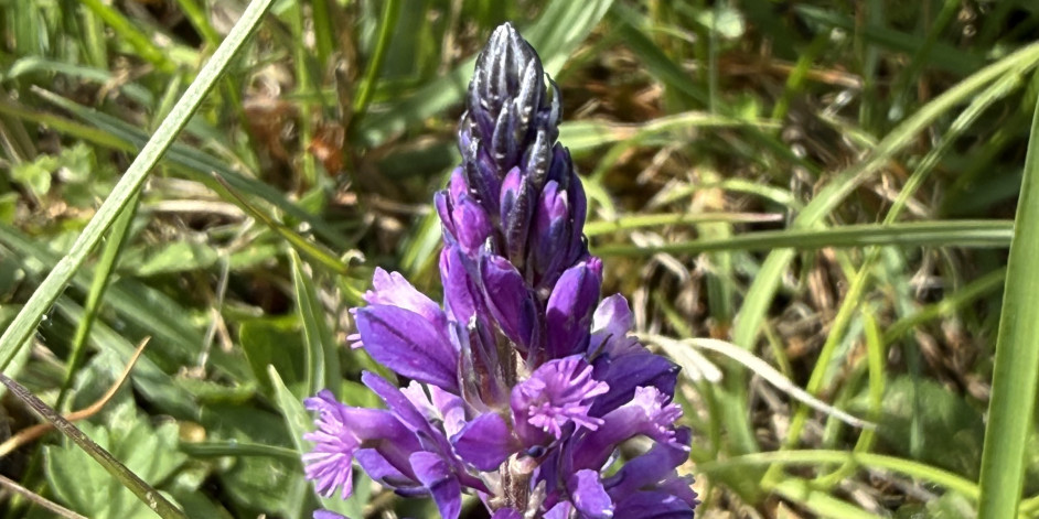 Polygala comosa