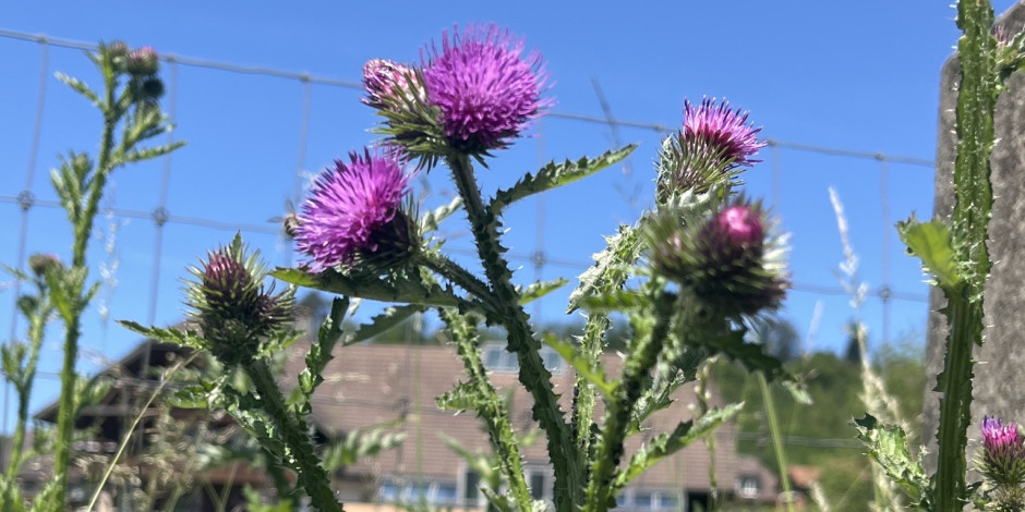 Carduus crispus