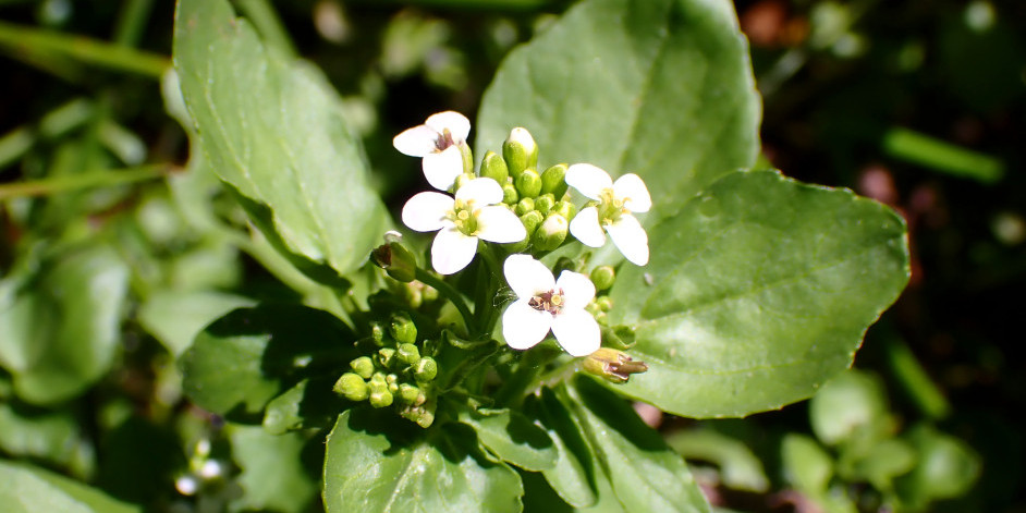 Nasturtium officinale