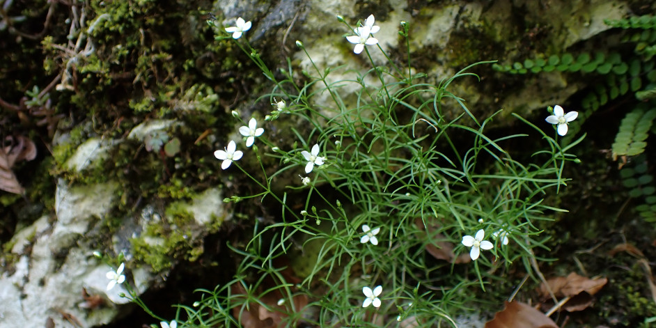 Moehringia muscosa