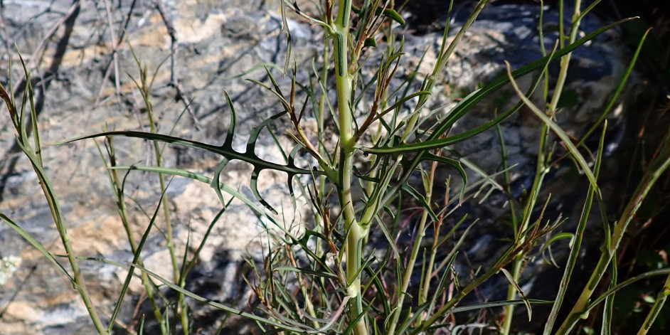 Lactuca viminea