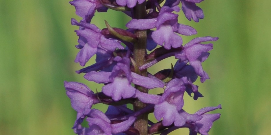 Gymnadenia conopsea
