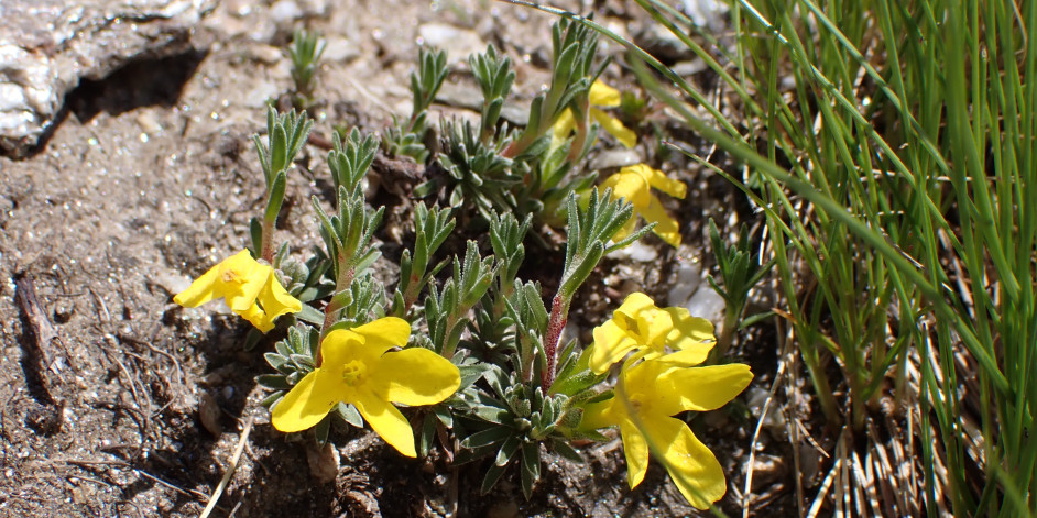 Androsace vitaliana