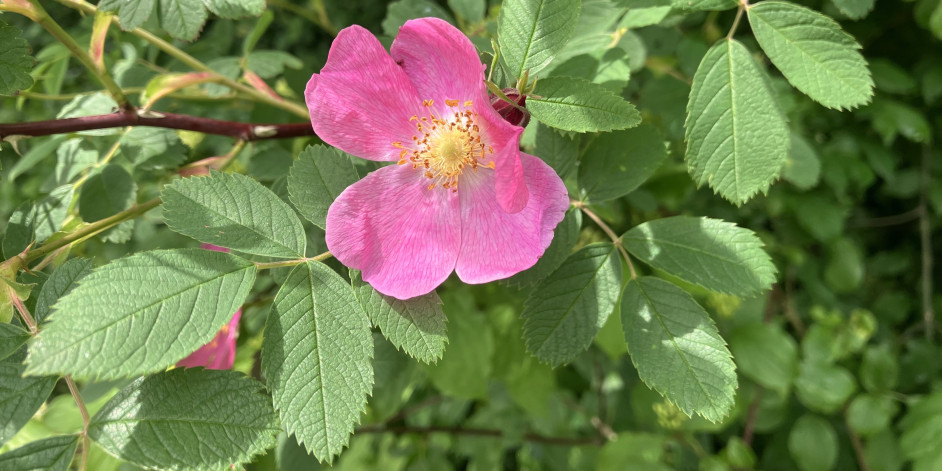 Rosa majalis