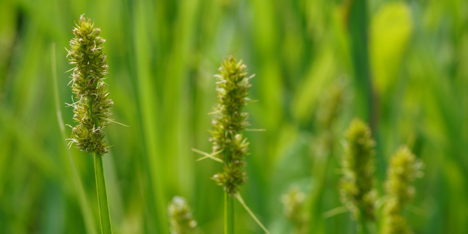 Carex otrubae