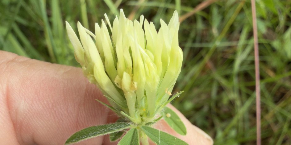 Trifolium ochroleucon