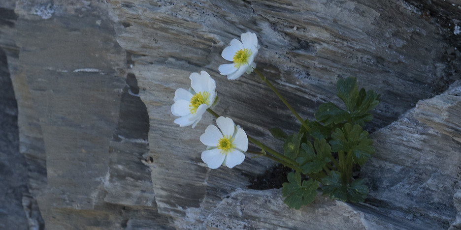 Ranunculus alpestris