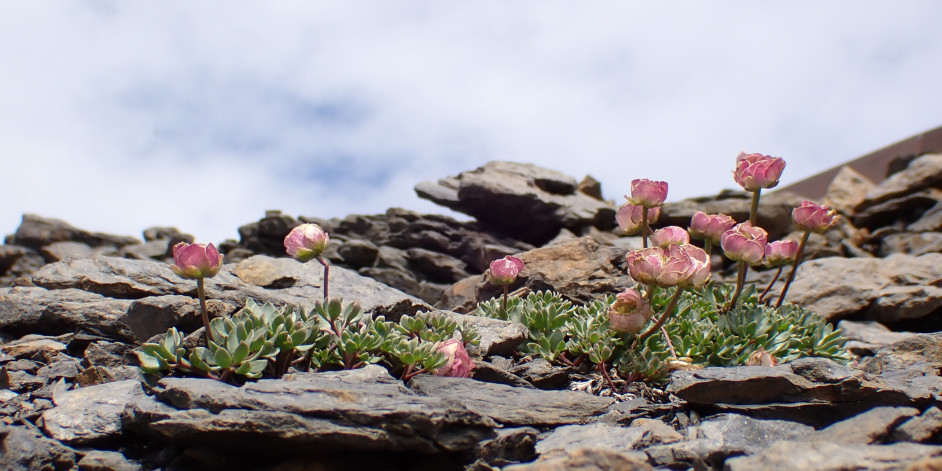 Ranunculus glacialis