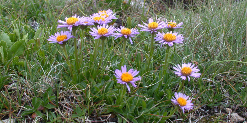 Aster alpinus