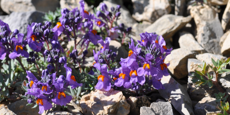 Linaria alpina