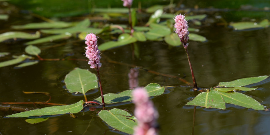 Polygonum amphibium
