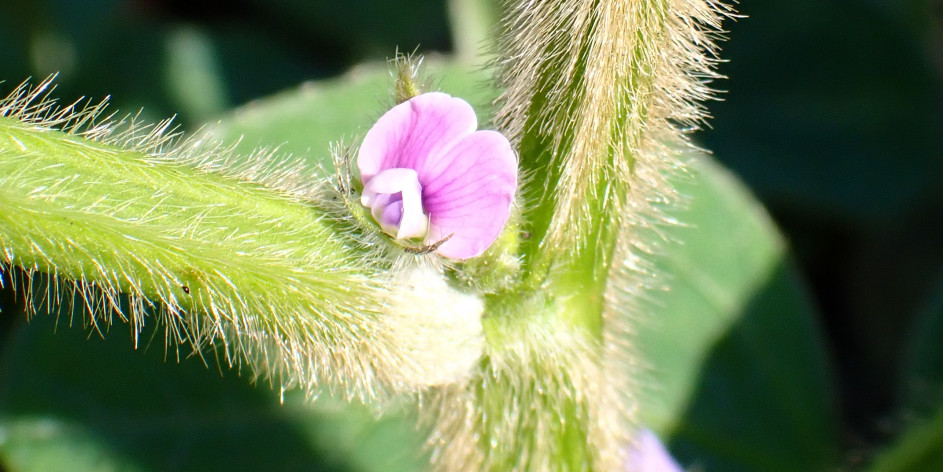 Glycine max