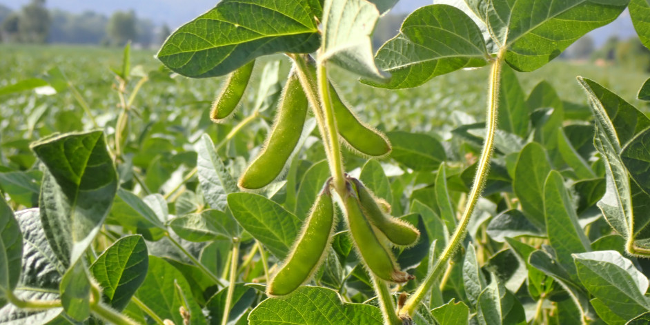 Glycine max