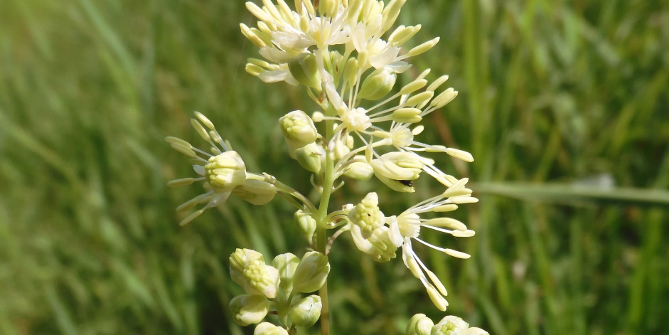 Thalictrum flavum