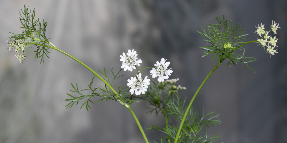 Coriandrum sativum