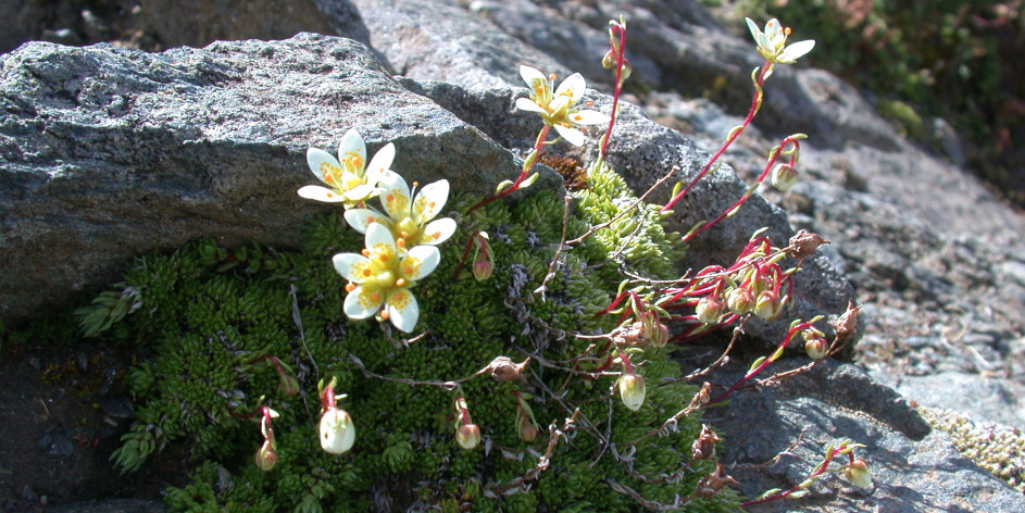 Saxifraga bryoides