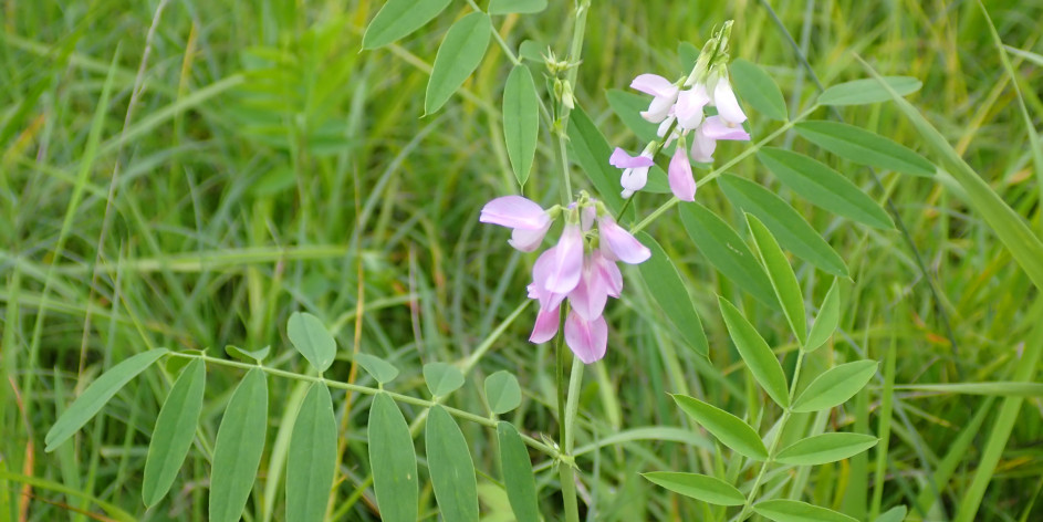 Galega officinalis