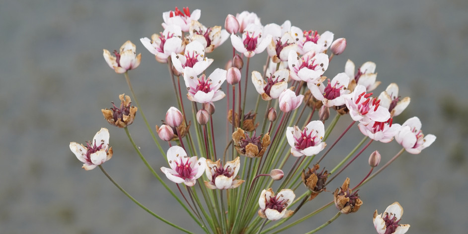 Butomus umbellatus