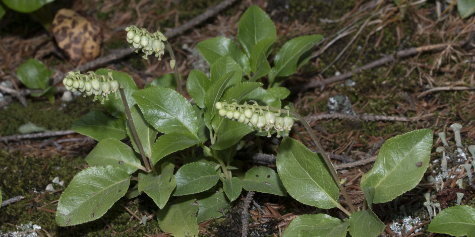 Orthilia secunda