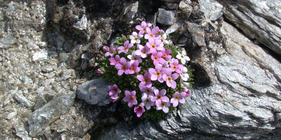 Androsace alpina