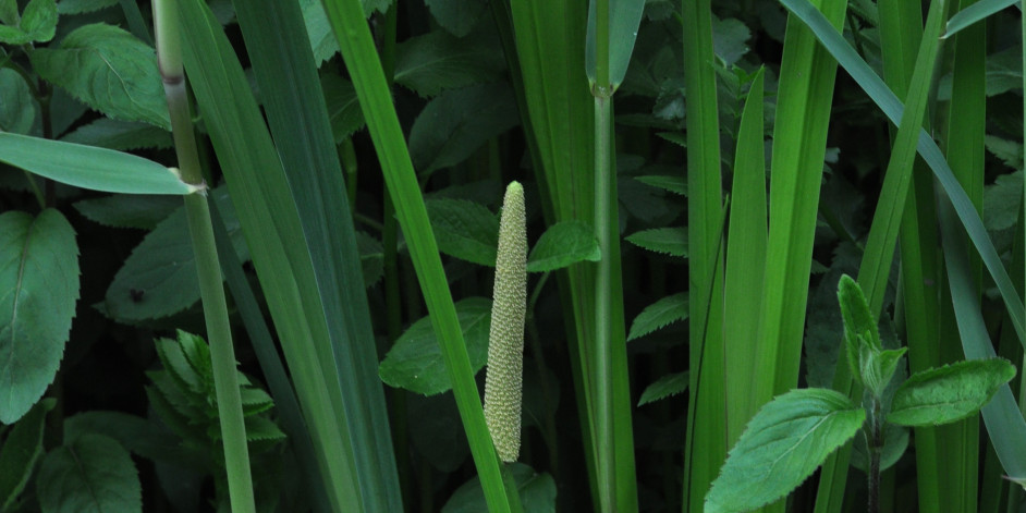 Acorus calamus