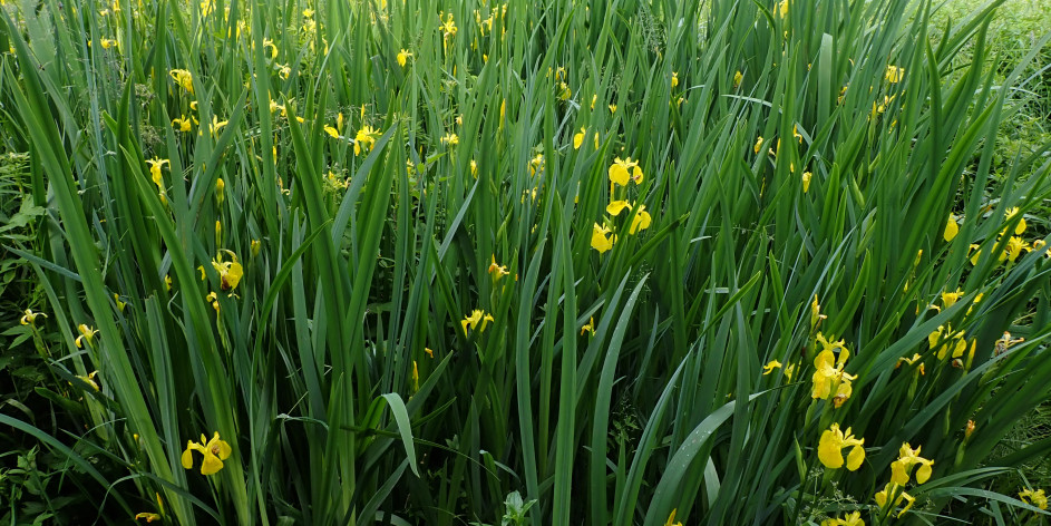 Iris pseudacorus