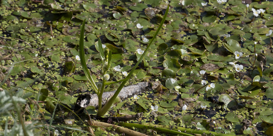 Sparganium emersum