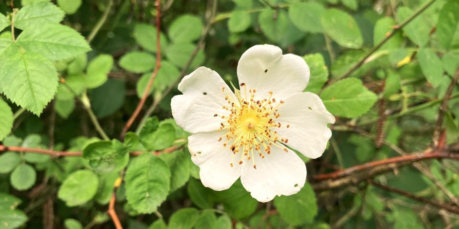 Rosa arvensis