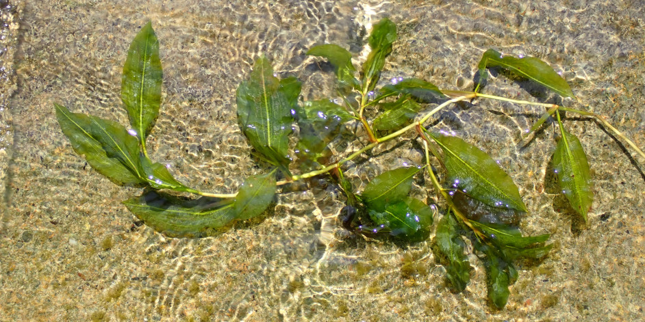 Potamogeton lucens