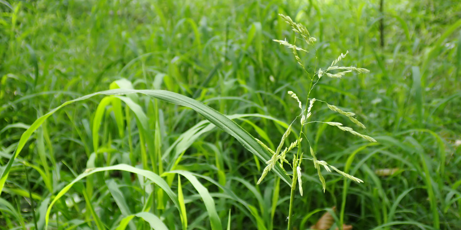Leersia oryzoides