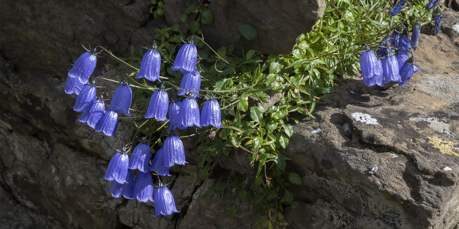 Campanula cochleariifolia