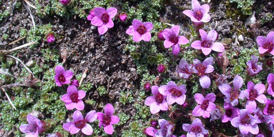 Saxifraga oppositifolia