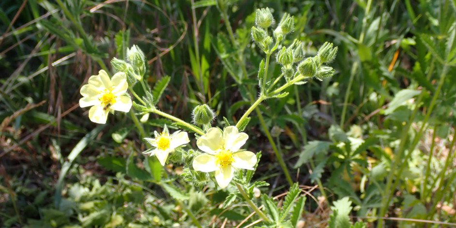 Potentilla recta