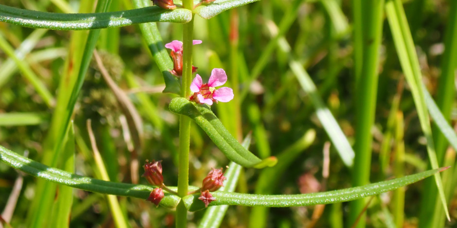 Ammannia coccinea
