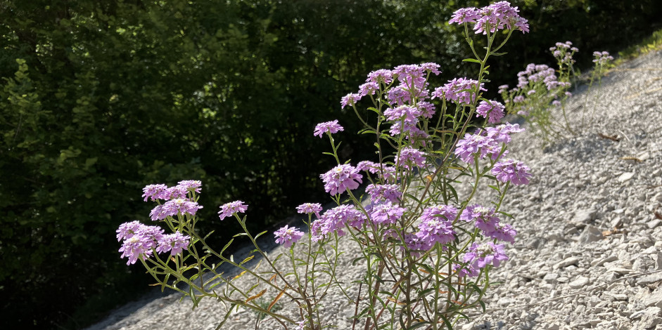 Iberis intermedia