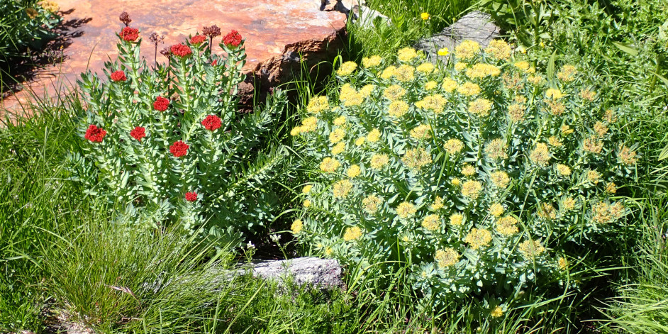 Rhodiola rosea