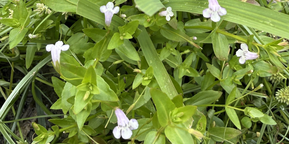 Lindernia dubia